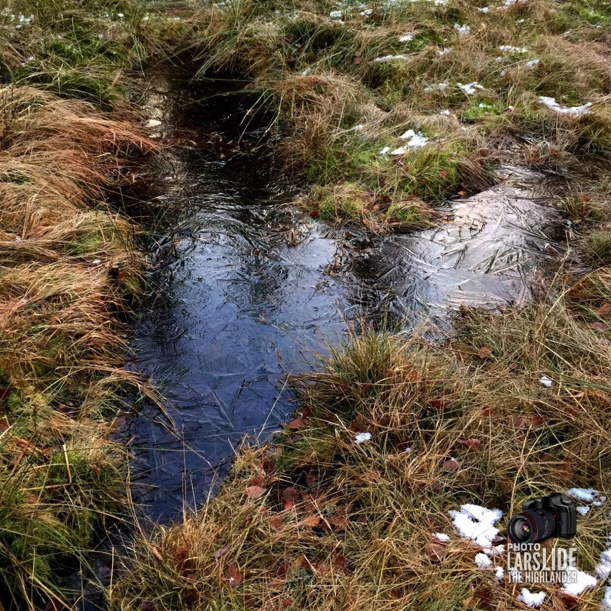 reflection, water, grass, nature, outdoors, growth, no people, day, plant, tree, beauty in nature