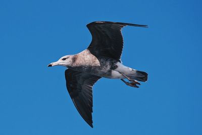 Low angle view of seagull flying