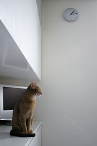 Cat sitting on table against wall at home