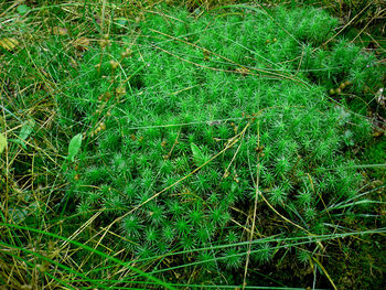 Plants growing on hill