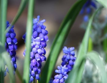 Close-up of purple flowering plants