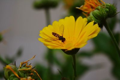 Close-up of bee pollinating on yellow flower