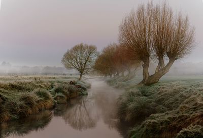 Muted frosty trees by a river at sunrise