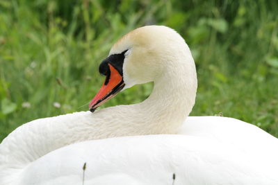 Close-up of swan