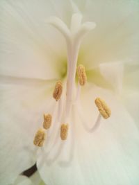 Close-up of white flower