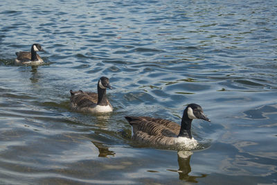 Ducks swimming in lake