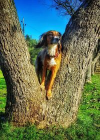 Dog sitting on tree trunk