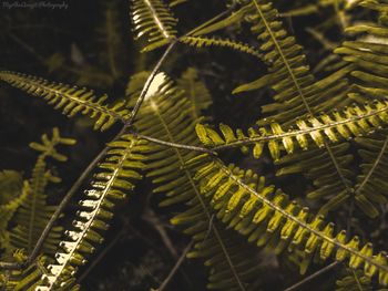 High angle view of plants