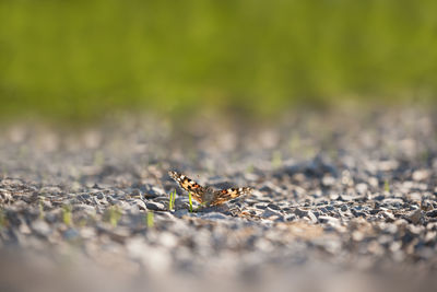 Close-up of insect on land