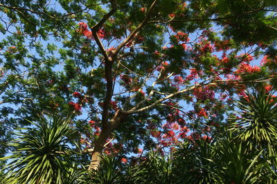 Low angle view of trees against sky