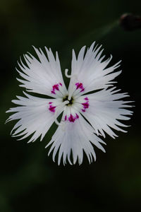 Close-up of white flower against black background