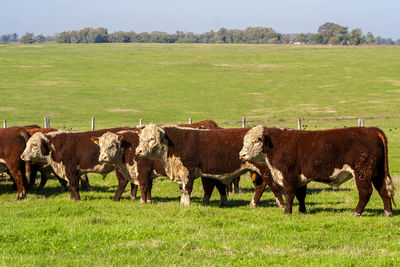 Herd of hereford cattle on the pasture in brazilian ranch.