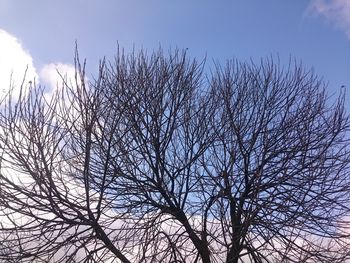 Low angle view of bare tree against sky