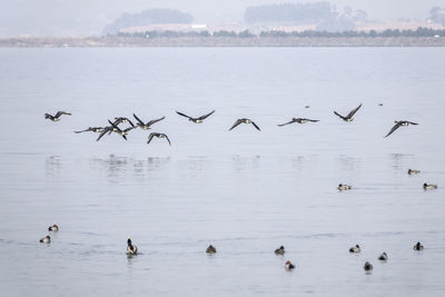 Birds flying over lake against clear sky