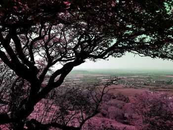 View of cherry blossom tree against sky