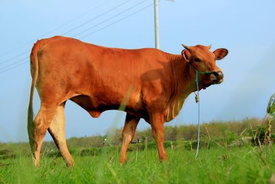 Cow standing in a field