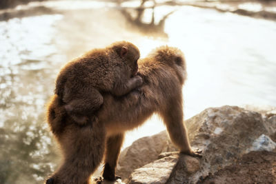 Japanese snow monkey mother carry its baby at hot spring onsen at sunset light of jigokudani park