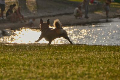 Dog on grass