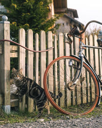 Cat by bicycle against fence