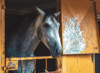 Close-up of a horse