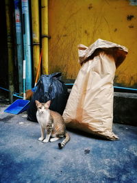 Cat sitting in plastic outdoors