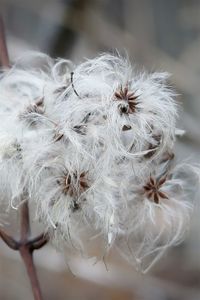 Plant seeds in autumn