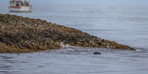 A seal pokes cautiously above the ocean surface near the shore with a fishing boat in the background