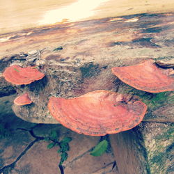 High angle view of mushroom growing on wood
