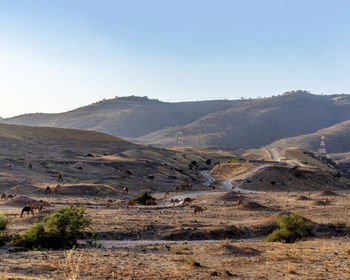 Scenic view of camels with landscape against clear sky