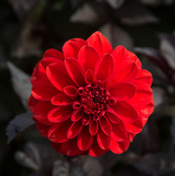 Close-up of red flower blooming outdoors