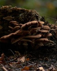 Close-up of mushroom growing on field
