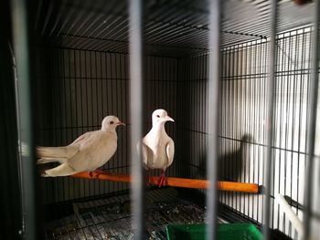 Close-up of doves perching in cage