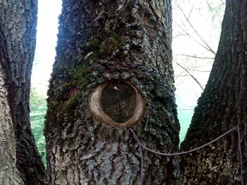 Close-up of tree trunk