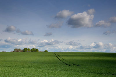 Scenic view of agricultural field against sky