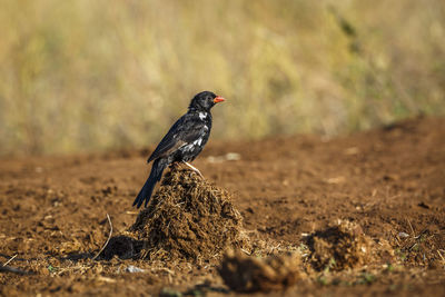 Close-up of bird perching on field