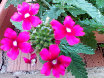 Close-up of pink flowers blooming outdoors