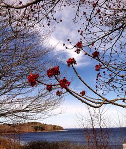 Reflection of trees in lake