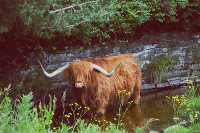 Scottish highland cow in a river