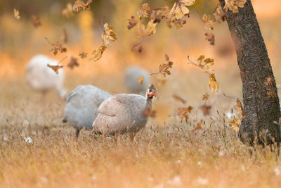 Close-up of a bird on field