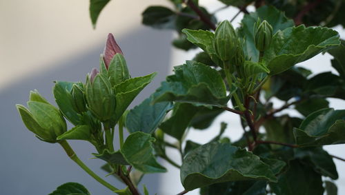 Close-up of fresh green plant