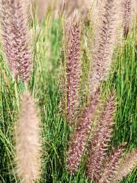 Close-up of crops growing on field