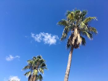 Low angle view of palm tree against blue sky