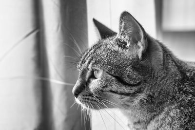 Close-up of cat outdoors