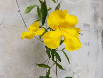 Close-up of yellow flowers