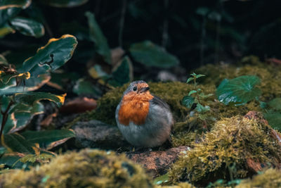 Close-up of a robin perching on plant