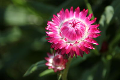 Close-up of pink flower blooming outdoors