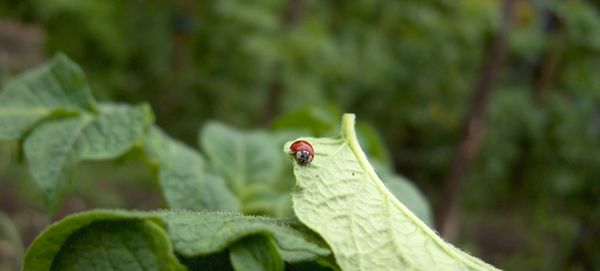 Close-up of ladybug on leaf