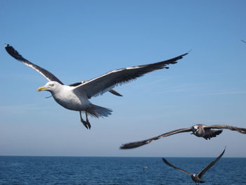 Seagull flying over sea against sky