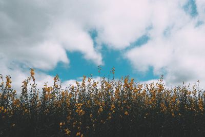 Low angle view of flowering plants on field against sky