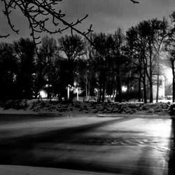 Road along trees